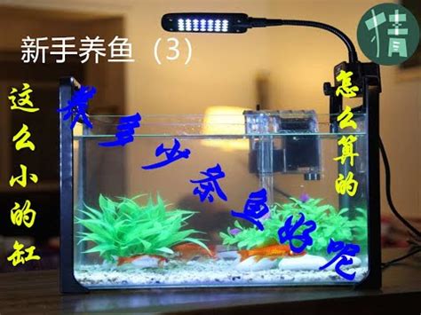小魚缸養魚數量 日本 迷信